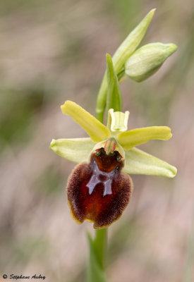 Ophrys sphegodes