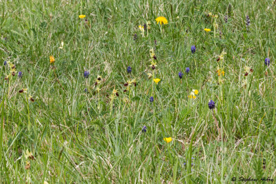 Ophrys sphegodes