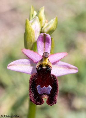 Ophrys aurelia
