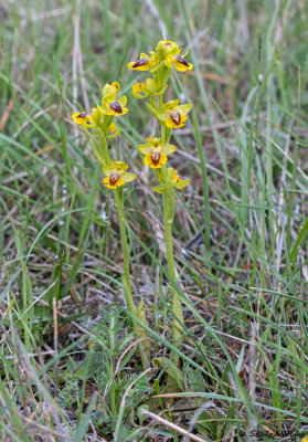 Ophrys lutea