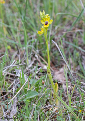 Ophrys lutea