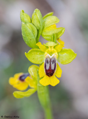 Ophrys lutea