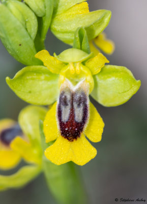 Ophrys lutea