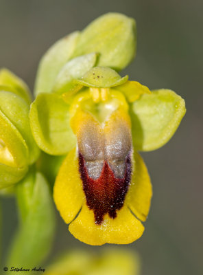 Ophrys lutea