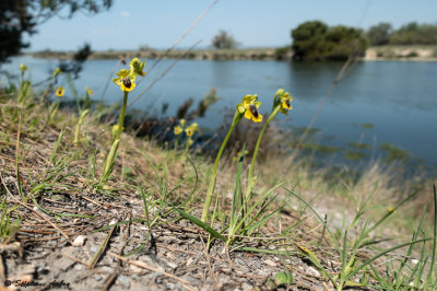 Ophrys lutea