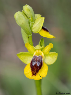 Ophrys lutea