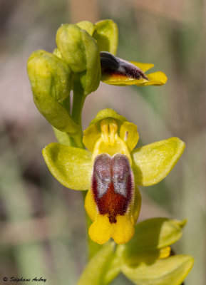 Ophrys lutea