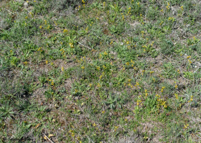 Ophrys lutea