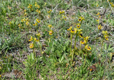 Ophrys lutea