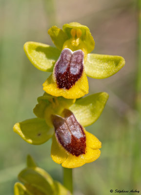 Ophrys lutea