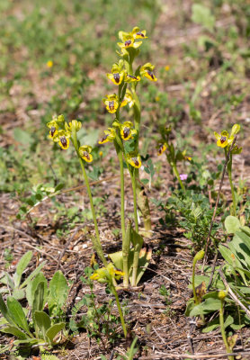 Ophrys lutea