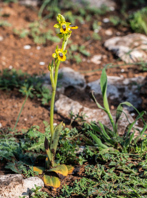 Ophrys lutea