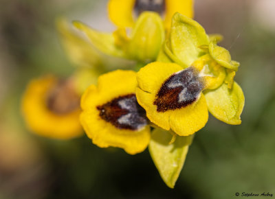 Ophrys lutea