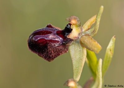 Ophrys passionis