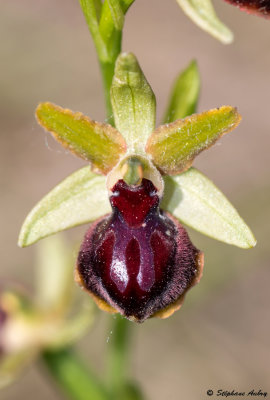Ophrys passionis