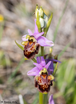 Ophry pseudoscolopax