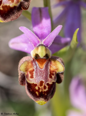 Ophry pseudoscolopax