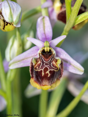 Ophry pseudoscolopax