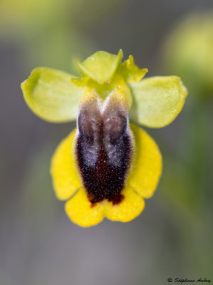 Ophrys lutea
