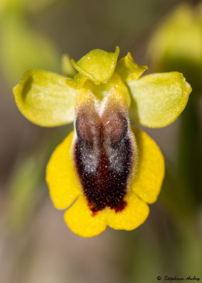 Ophrys lutea