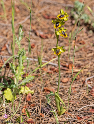 Ophrys lutea