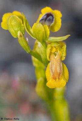 Ophrys lutea