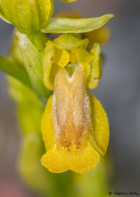 Ophrys lutea