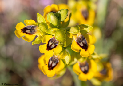 Ophrys lutea