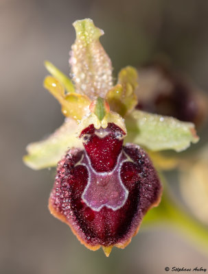 Ophrys provincialis