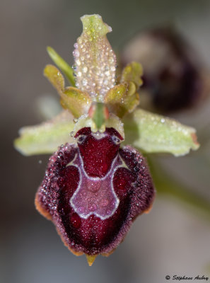 Ophrys provincialis