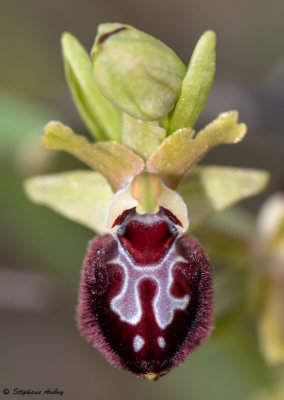 Ophrys provincialis