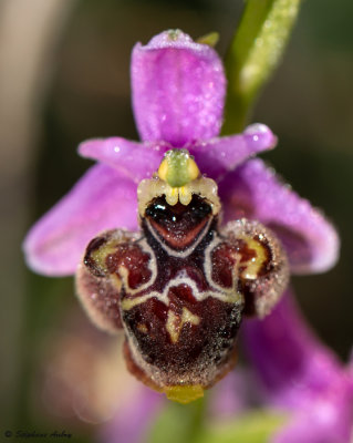 Ophry pseudoscolopax
