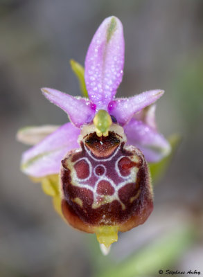 Ophry pseudoscolopax