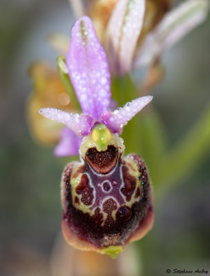 Ophry pseudoscolopax