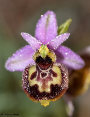 Ophry pseudoscolopax