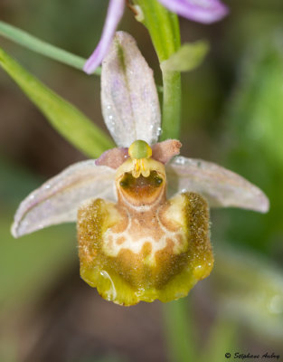 Ophry pseudoscolopax