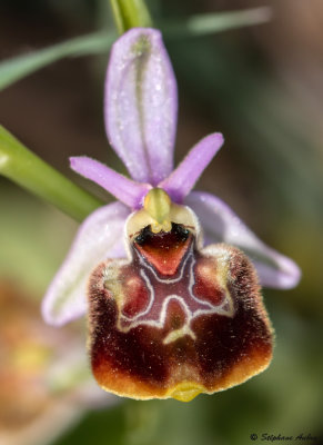 Ophry pseudoscolopax