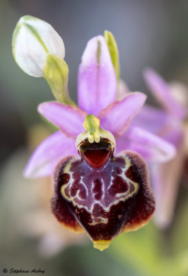 Ophry pseudoscolopax