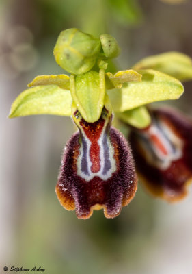 Ophrys aurelia x O. lutea