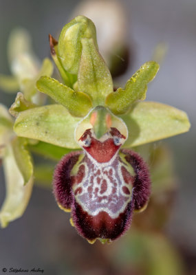 Ophrys provincialis