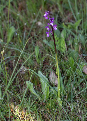 Anacamptis champagneuxii