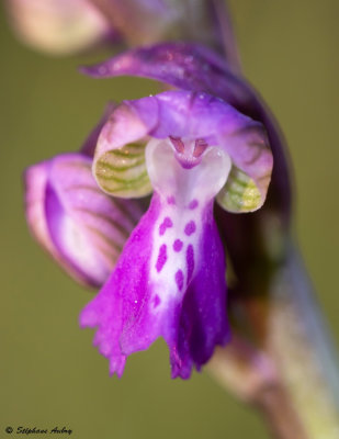 Anacamptis picta