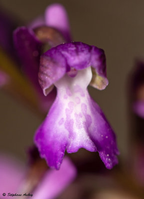 Anacamptis picta