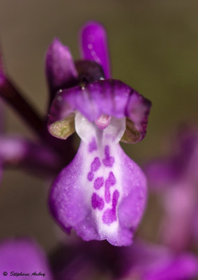 Anacamptis picta