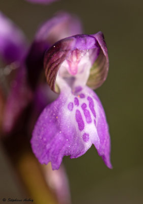 Anacamptis picta