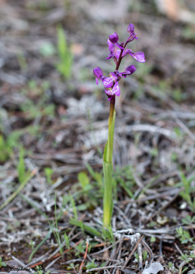Anacamptis picta