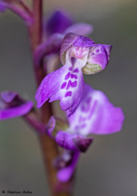 Anacamptis picta