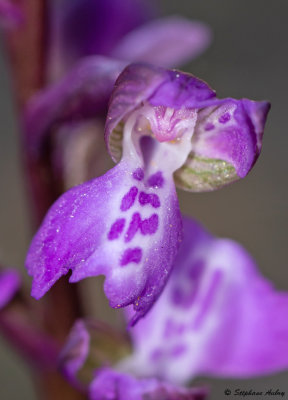 Anacamptis picta