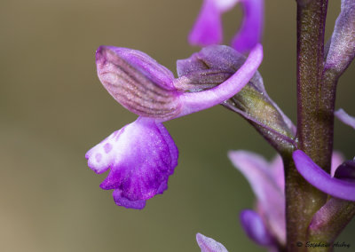 Anacamptis picta