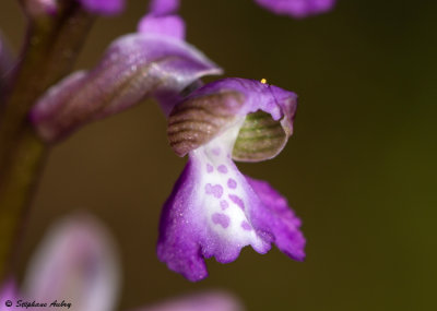 Anacamptis picta